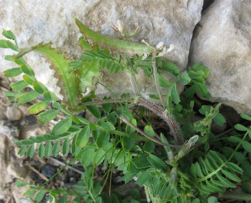 Изображение особи Biserrula pelecinus.