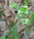 Aquilegia parviflora