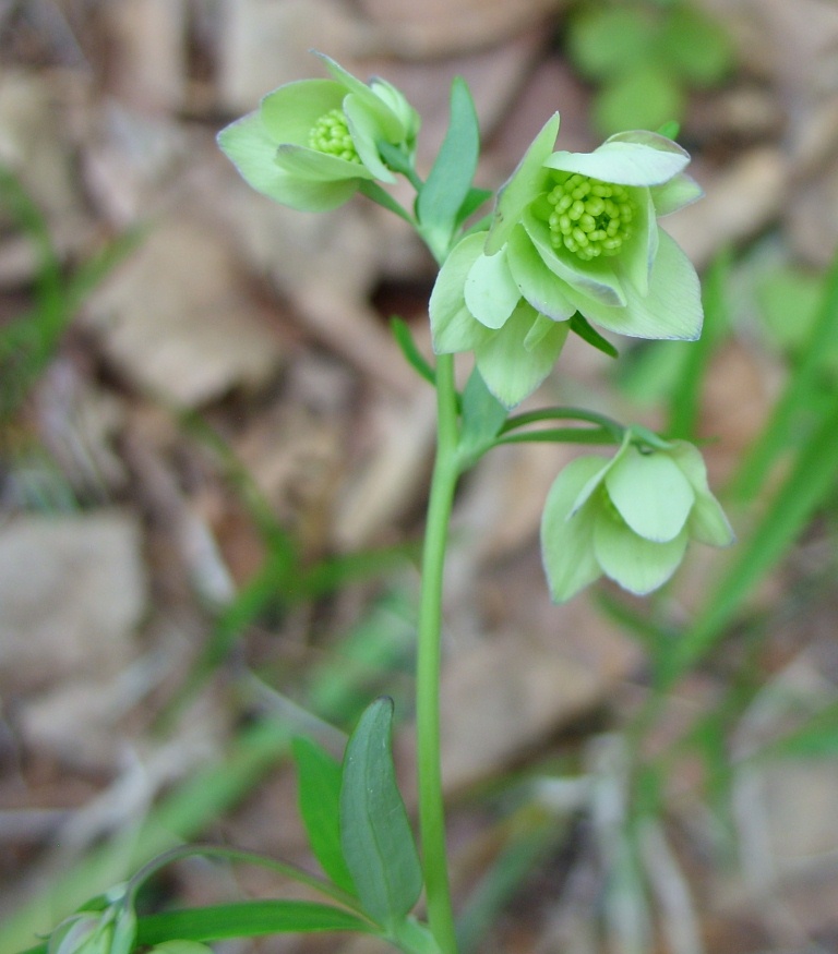 Image of Aquilegia parviflora specimen.