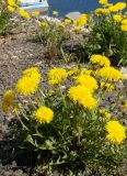 genus Taraxacum. Цветущие растения. Якутия (Саха), Мирнинский р-н, окр. пос. Светлый, берег р. Вилюй. 09.06.2009.