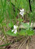 Viola sacchalinensis. Цветущее растение. Якутия (Саха), Мирнинский р-н, окр. пос. Светлый, берег р. М. Ботуобуя. 14.06.2009.