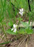 Viola sacchalinensis. Цветущее растение. Якутия (Саха), Мирнинский р-н, окр. пос. Светлый, берег р. М. Ботуобуя. 14.06.2009.