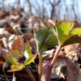 Sanicula rubriflora. Растение в начале вегетации. Приморский край, Шкотовский р-н, пос. Подъяпольск, дубовый перелесок. 03.05.2013.