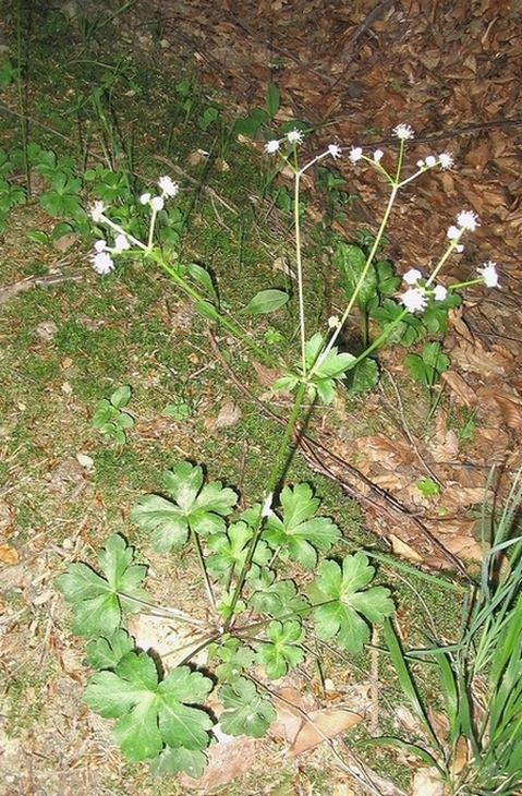 Image of Sanicula europaea specimen.