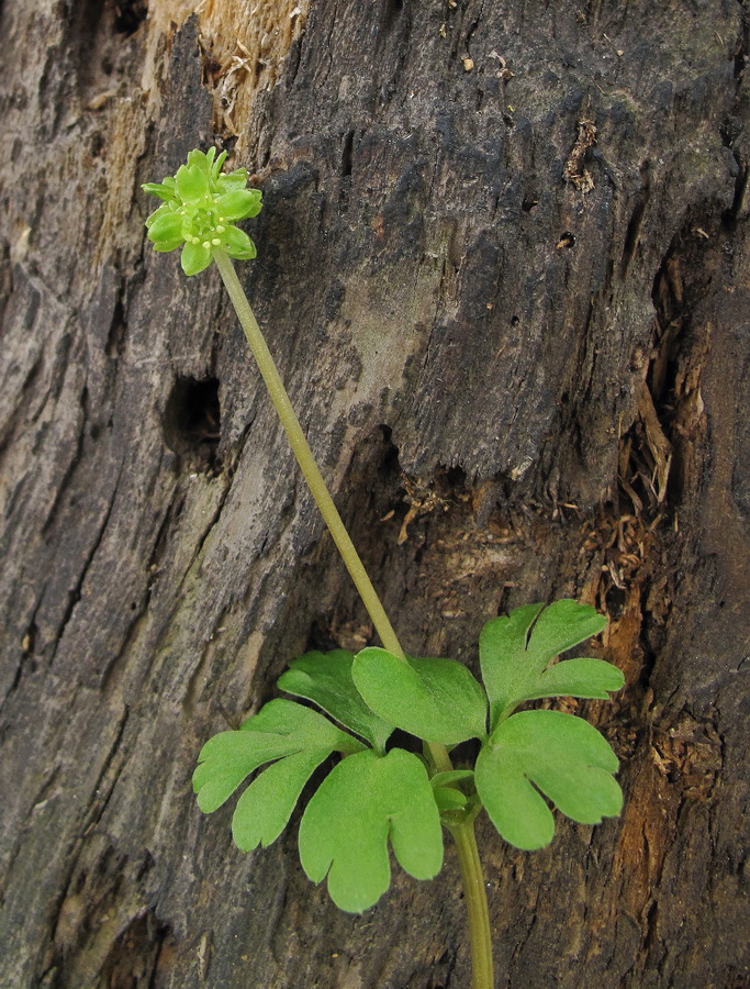 Image of Adoxa moschatellina specimen.