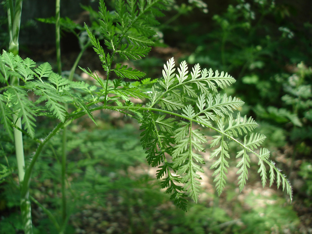 Изображение особи Chaerophyllum bulbosum.