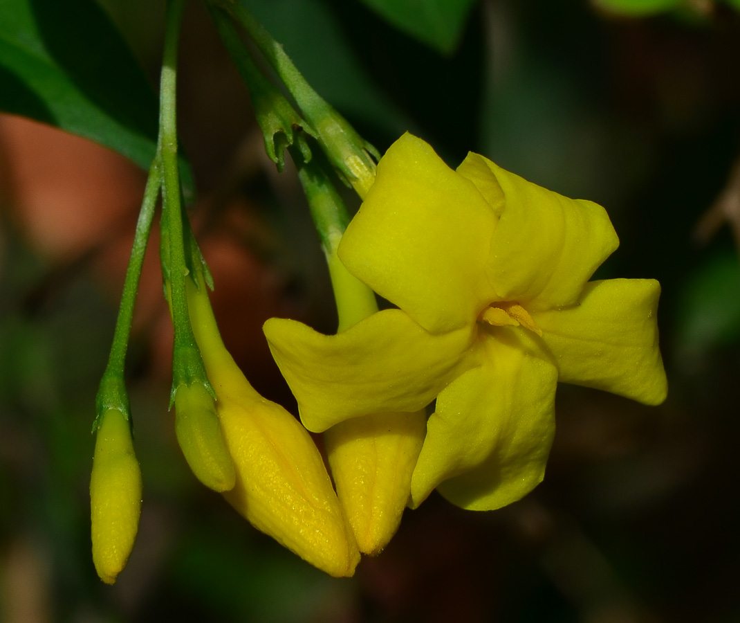 Изображение особи Jasminum fruticans.