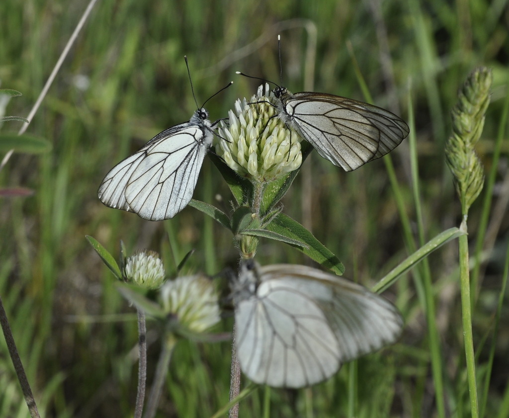 Image of genus Trifolium specimen.