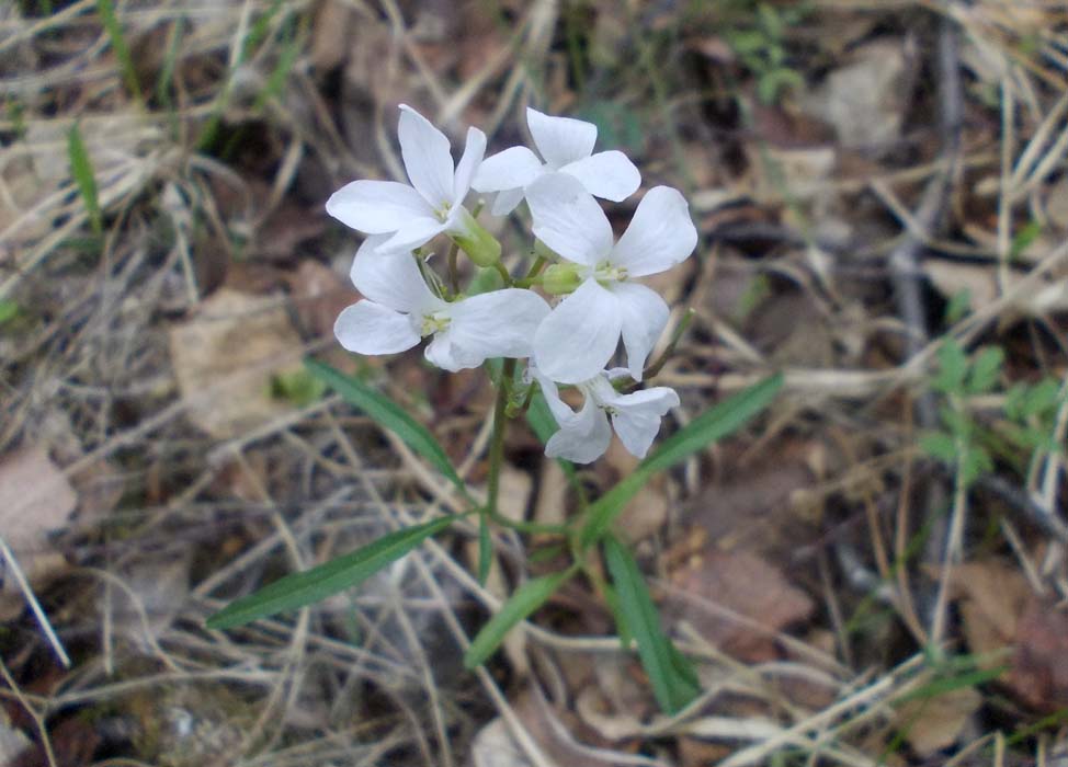 Image of Cardamine trifida specimen.