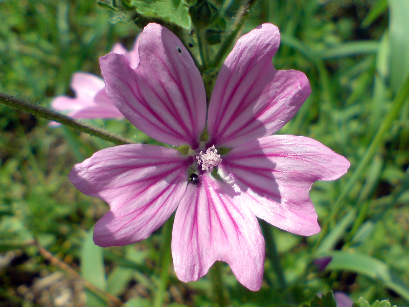 Изображение особи Malva sylvestris.