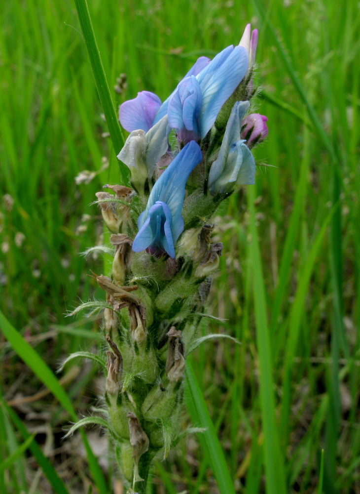 Image of Oxytropis strobilacea specimen.