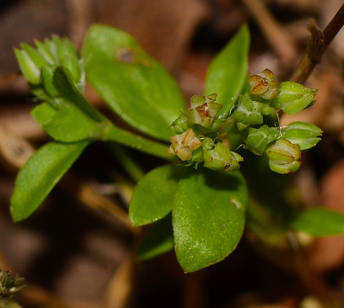 Изображение особи Polycarpon tetraphyllum.