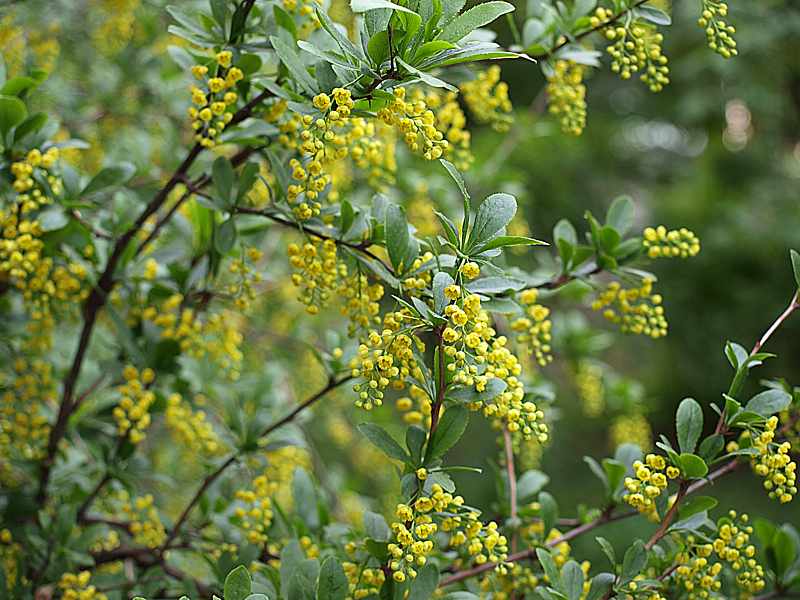 Изображение особи Berberis vulgaris.