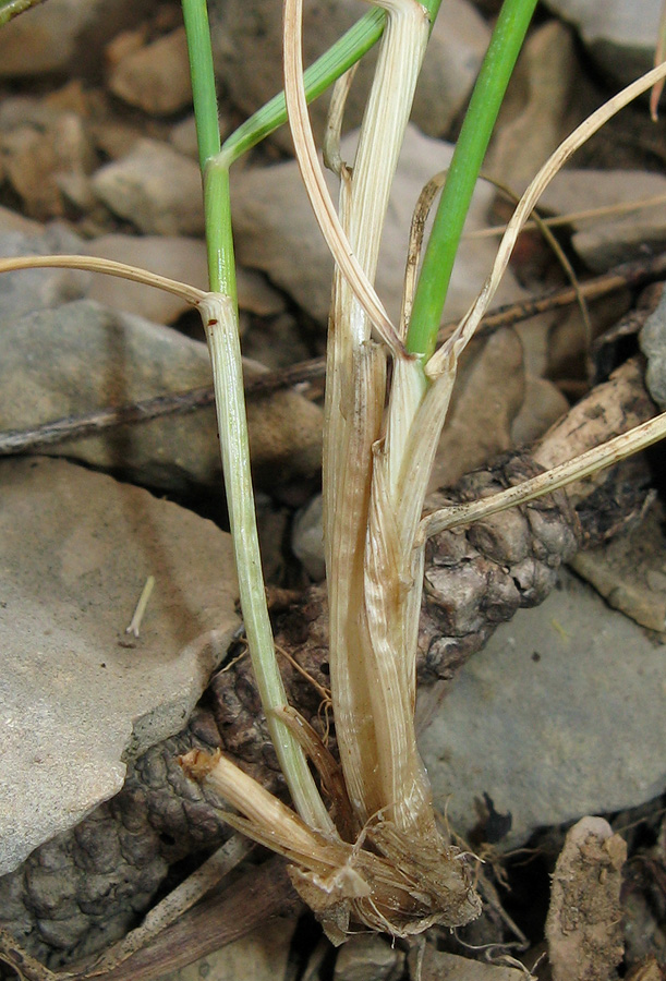 Изображение особи Elytrigia strigosa.