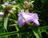 Tradescantia virginiana. Цветки и листья. Ярославская обл., Рыбинский р-н, дер. Добрино; в культуре. 7 июля 2013 г.