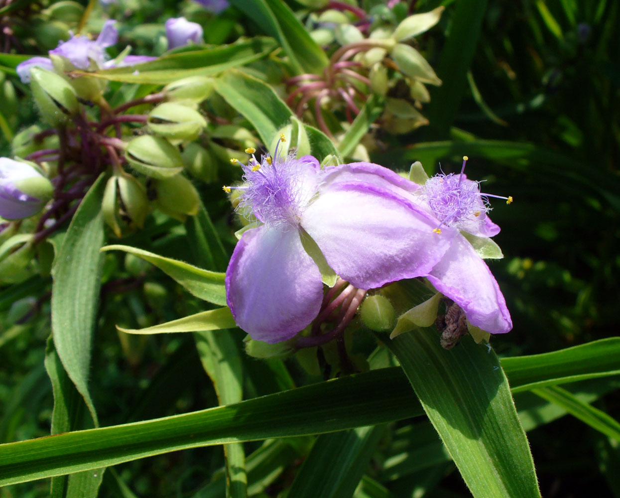 Image of Tradescantia virginiana specimen.