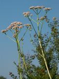 Valeriana officinalis