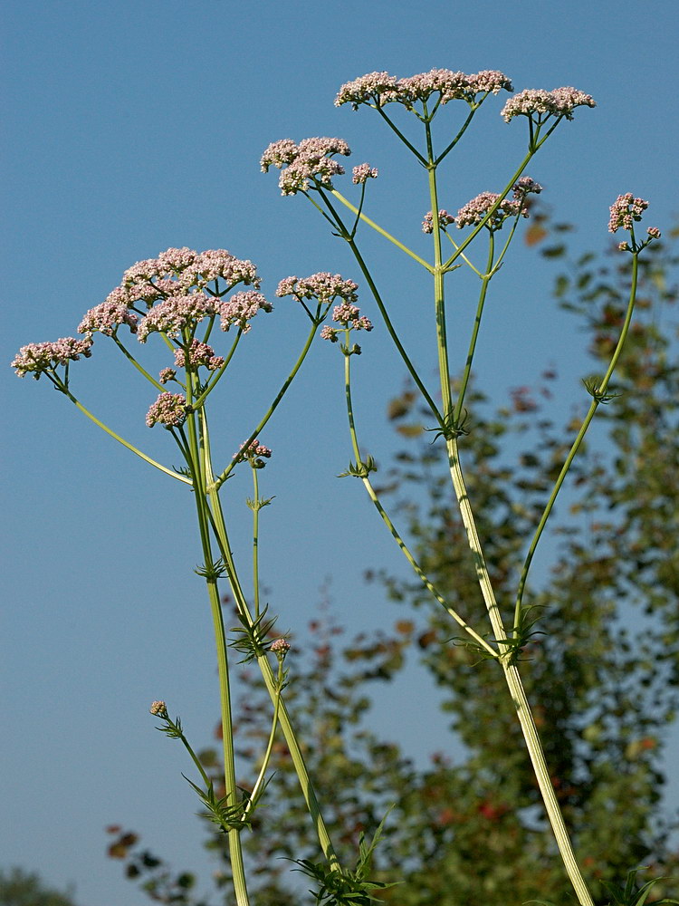 Изображение особи Valeriana officinalis.