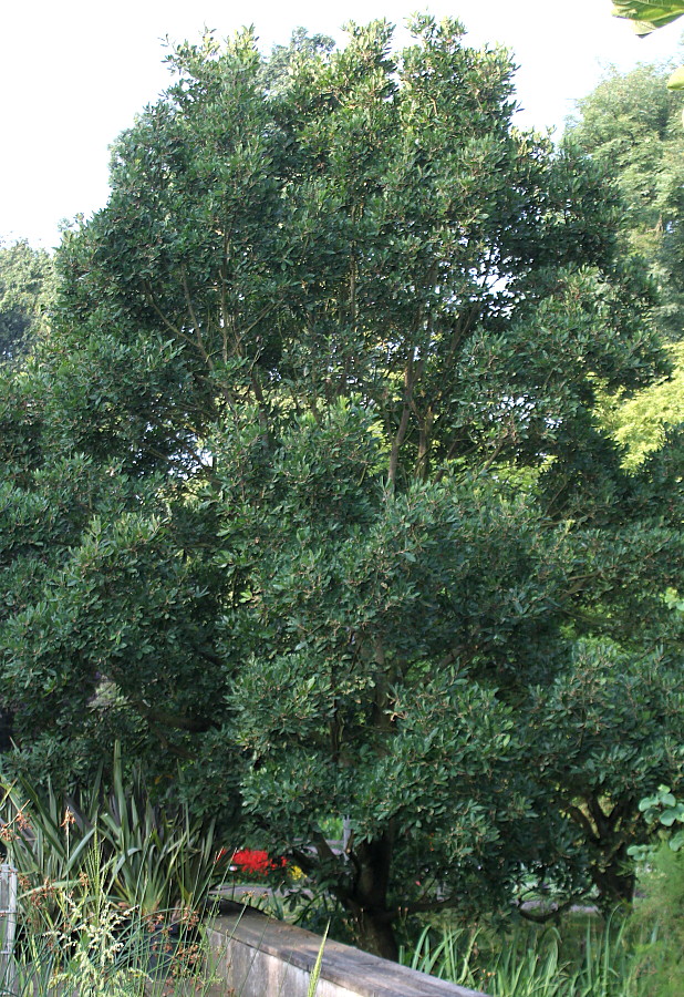 Image of Quercus × hispanica specimen.