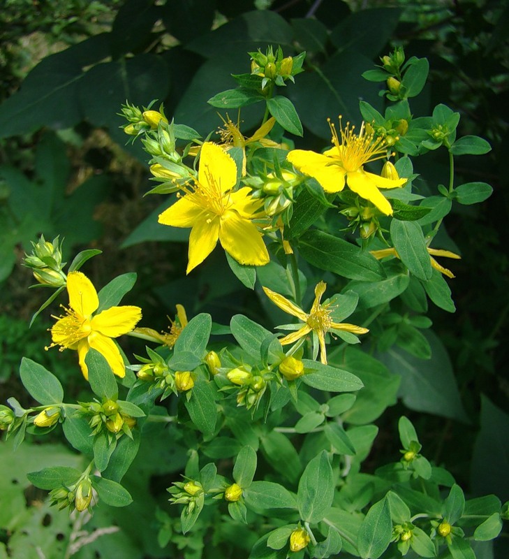 Изображение особи Hypericum perforatum.