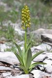Orchis punctulata. Цветущее растение (высота - 24,5 см, соцветия - 7,5 см). Краснодарский край, окр. станицы Натухаевская, посадки сосны на склоне Ю экспозиции. 28 апреля 2013 г.