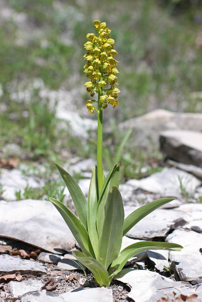 Изображение особи Orchis punctulata.