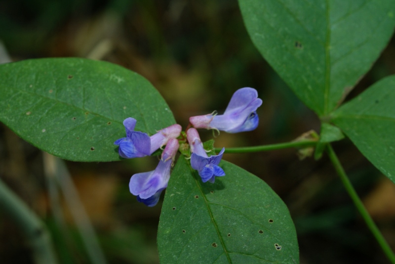 Image of Vicia ohwiana specimen.