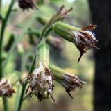 Image of taxon representative. Author is Сергей Глотов