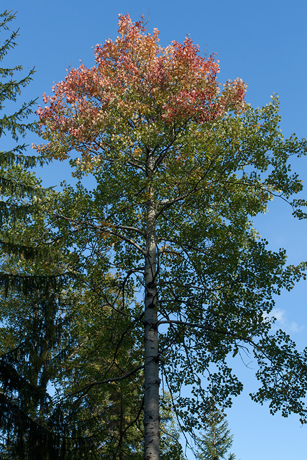 Image of Populus tremula specimen.