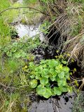 Caltha palustris