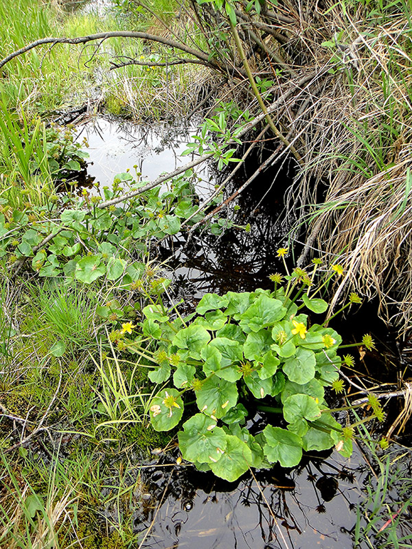 Image of Caltha palustris specimen.
