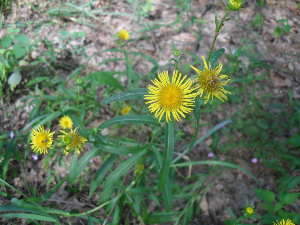 Изображение особи Inula britannica.