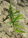 Chenopodium ficifolium. Растение с незрелыми плодами. Томская обл., окр. с. Киреевское, песчаный берег р. Обь. 18.07.2007.