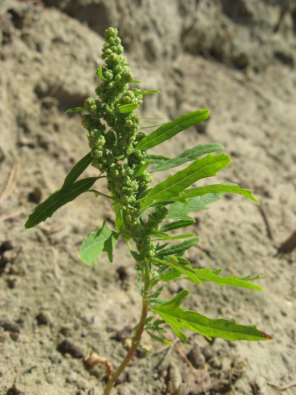 Изображение особи Chenopodium ficifolium.