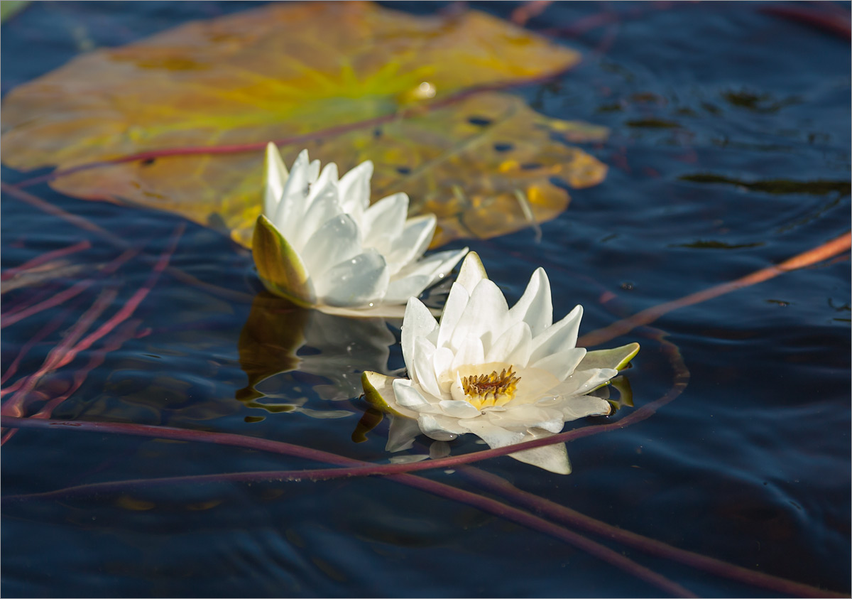 Image of Nymphaea candida specimen.