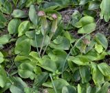 Arisarum vulgare