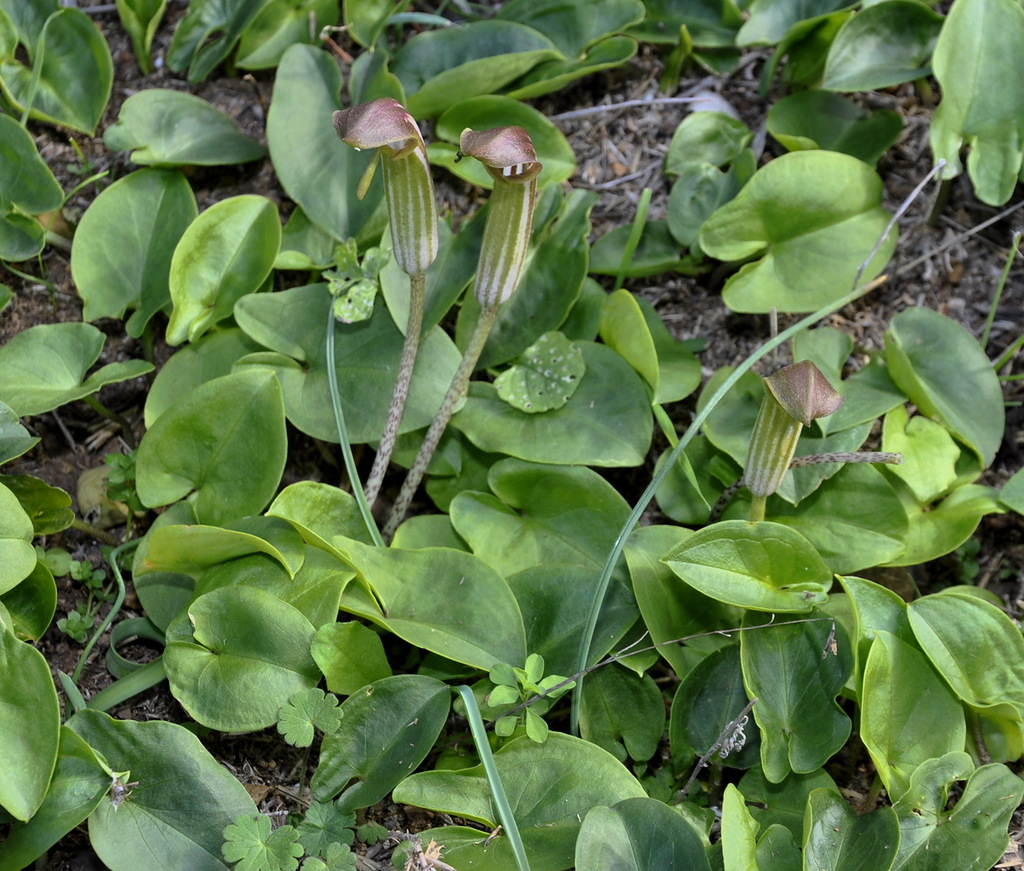 Изображение особи Arisarum vulgare.