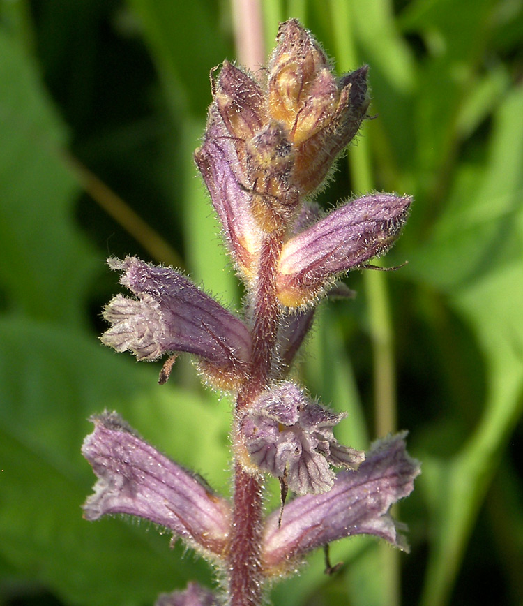 Image of Orobanche pubescens specimen.