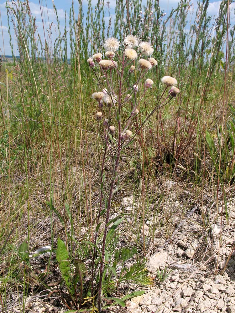 Image of Erigeron acris specimen.