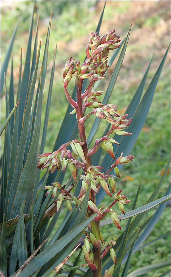 Изображение особи Yucca gloriosa.