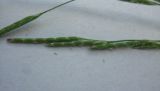 Glyceria notata