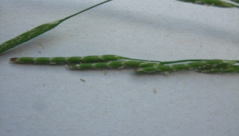 Image of Glyceria notata specimen.