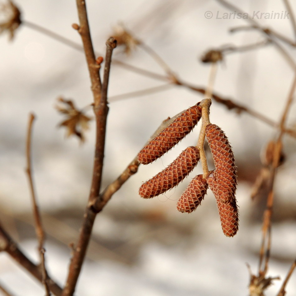 Image of Corylus heterophylla specimen.