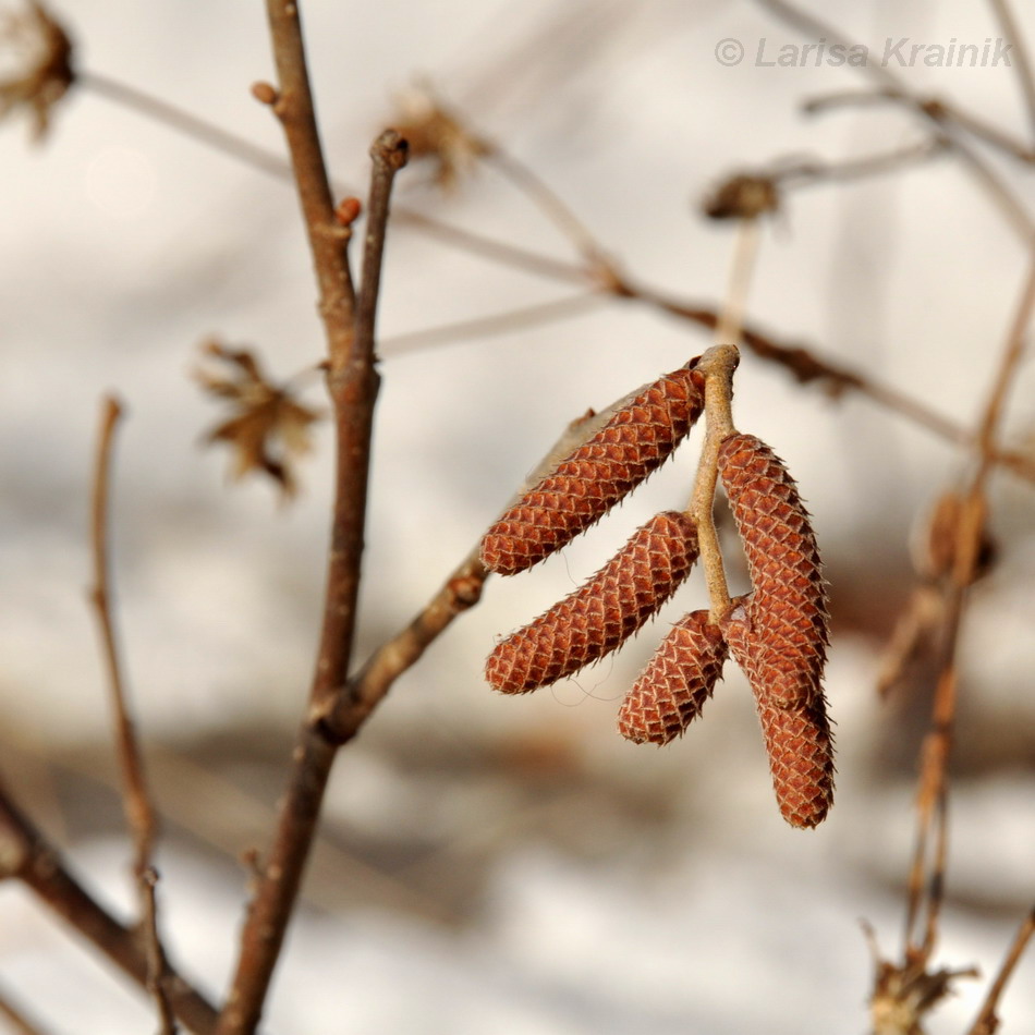 Изображение особи Corylus heterophylla.