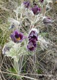 genus Pulsatilla