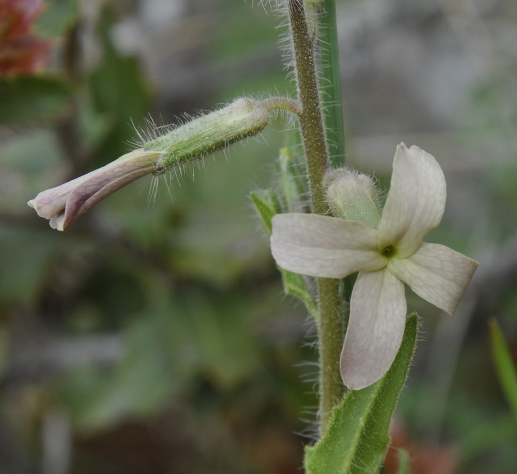 Изображение особи Hesperis laciniata.