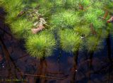 Hottonia palustris. Вегетирующее растение в лесном болотце. Украина, Киев, заказник \"Лесники\", болотистая часть. 6 апреля 2014 г.