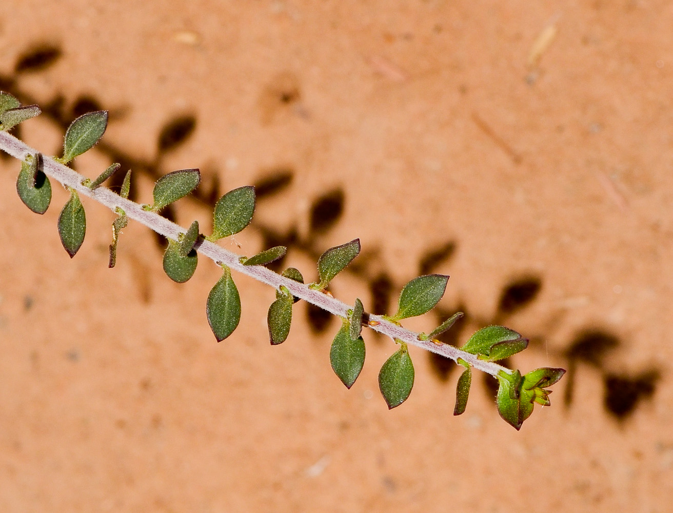 Image of Eremophila laanii specimen.