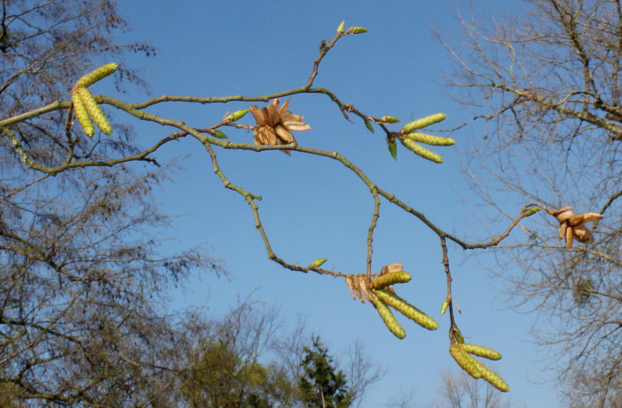 Image of Ostrya carpinifolia specimen.