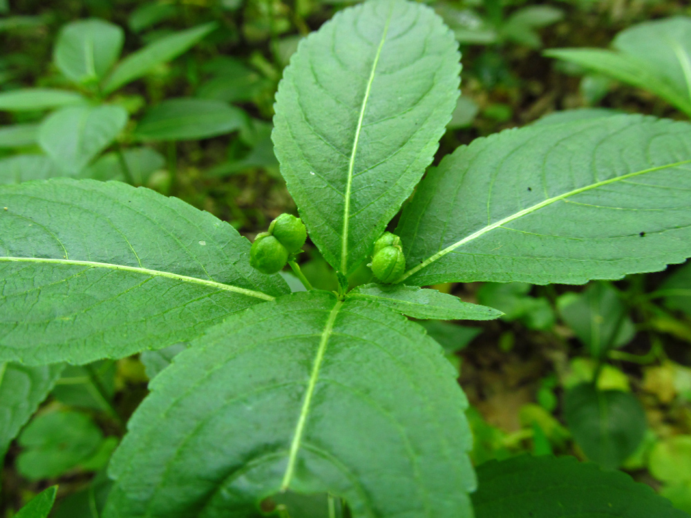 Изображение особи Mercurialis perennis.